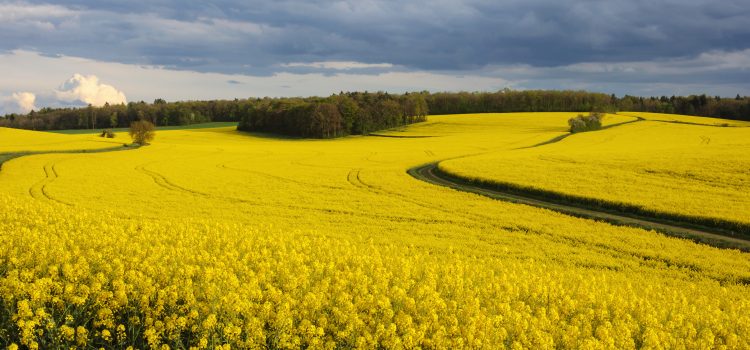 Door closes on crop-based biofuels